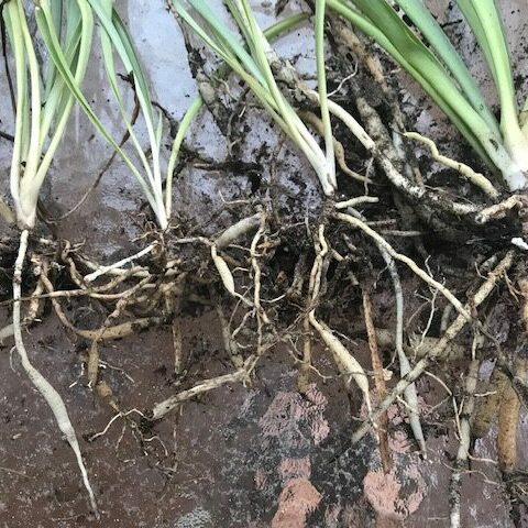 spider plant roots divided