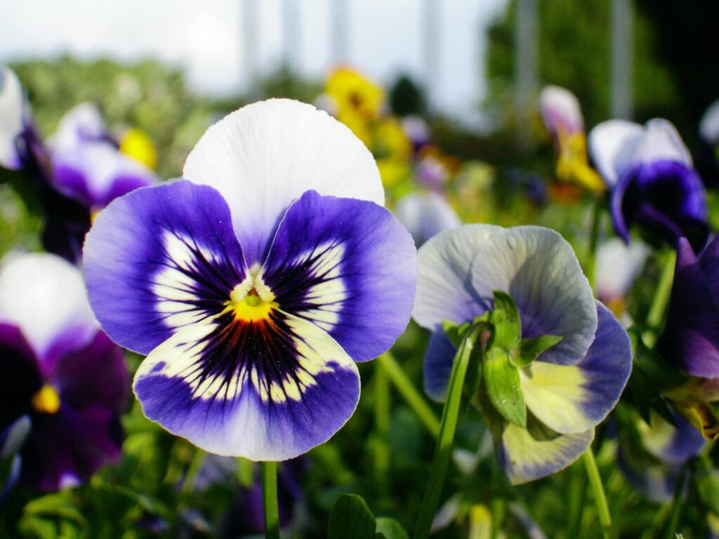 This pansy is one of many flowers with faces