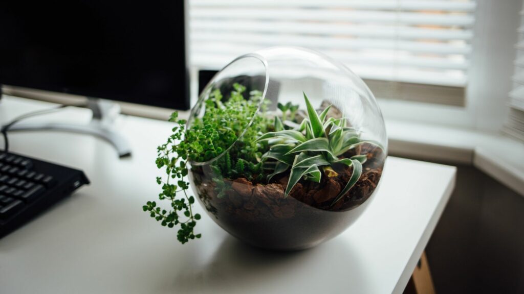 terrariums indoor plant displays