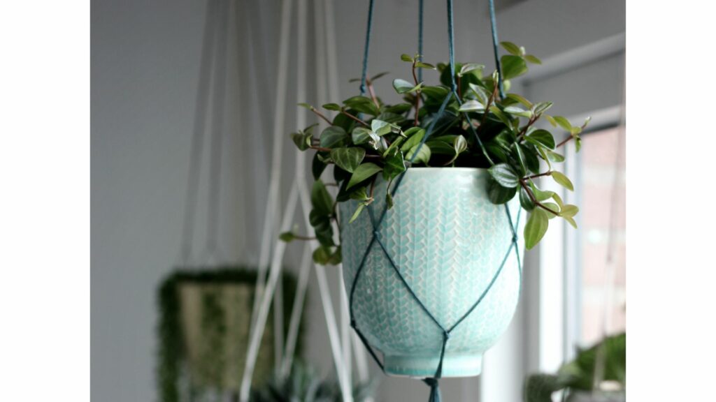 Hanging planter indoor plant displays