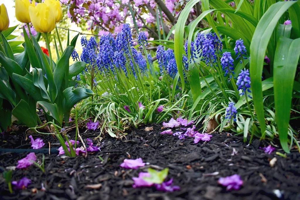 Cover exposed soil with mulch to help kill and prevent weeds.