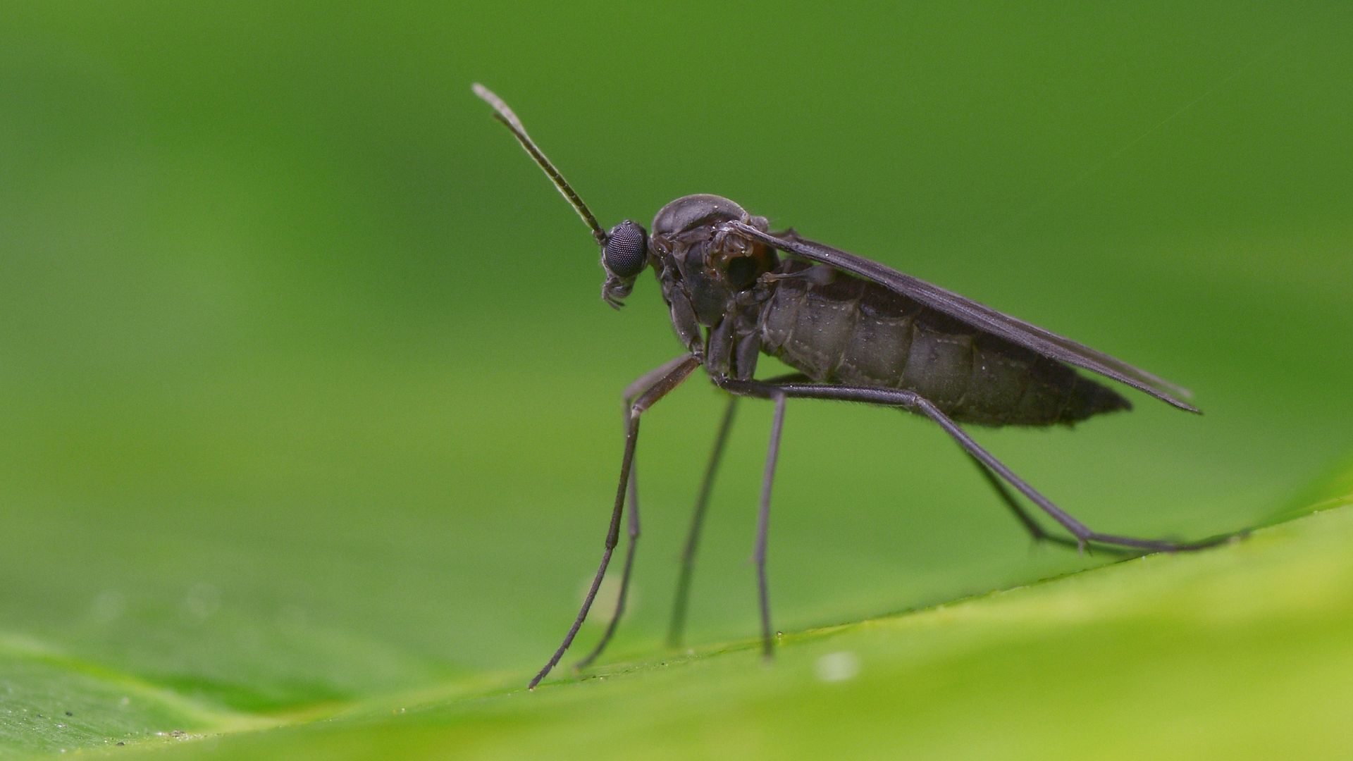 Fungus gnats! How to get rid of fungus gnats in indoor plants