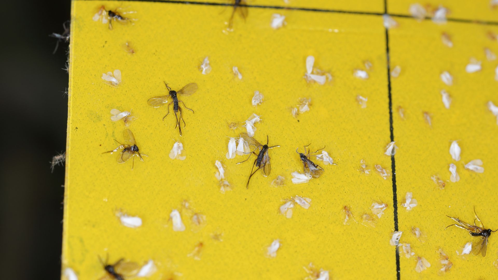 Manage fungus gnats with soil drench insecticide