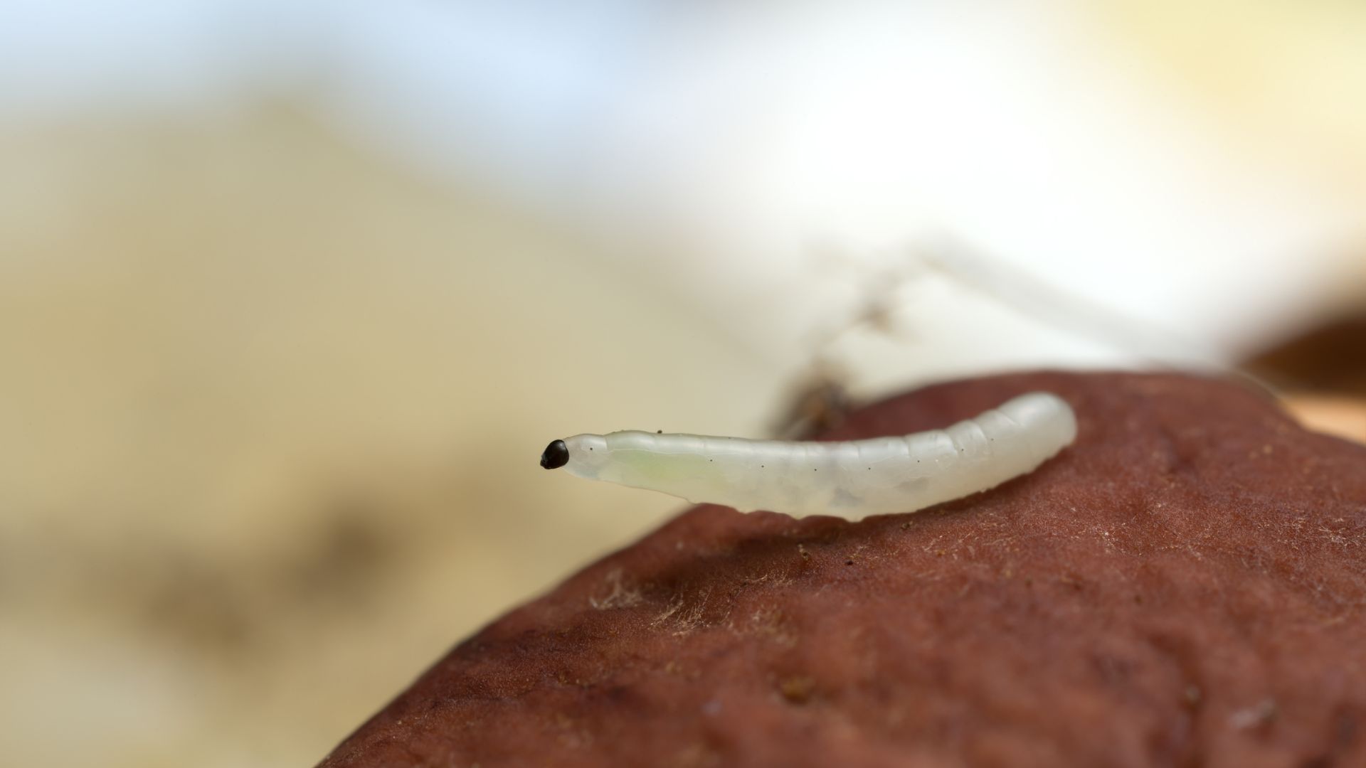 Fungus gnat outlet larvae