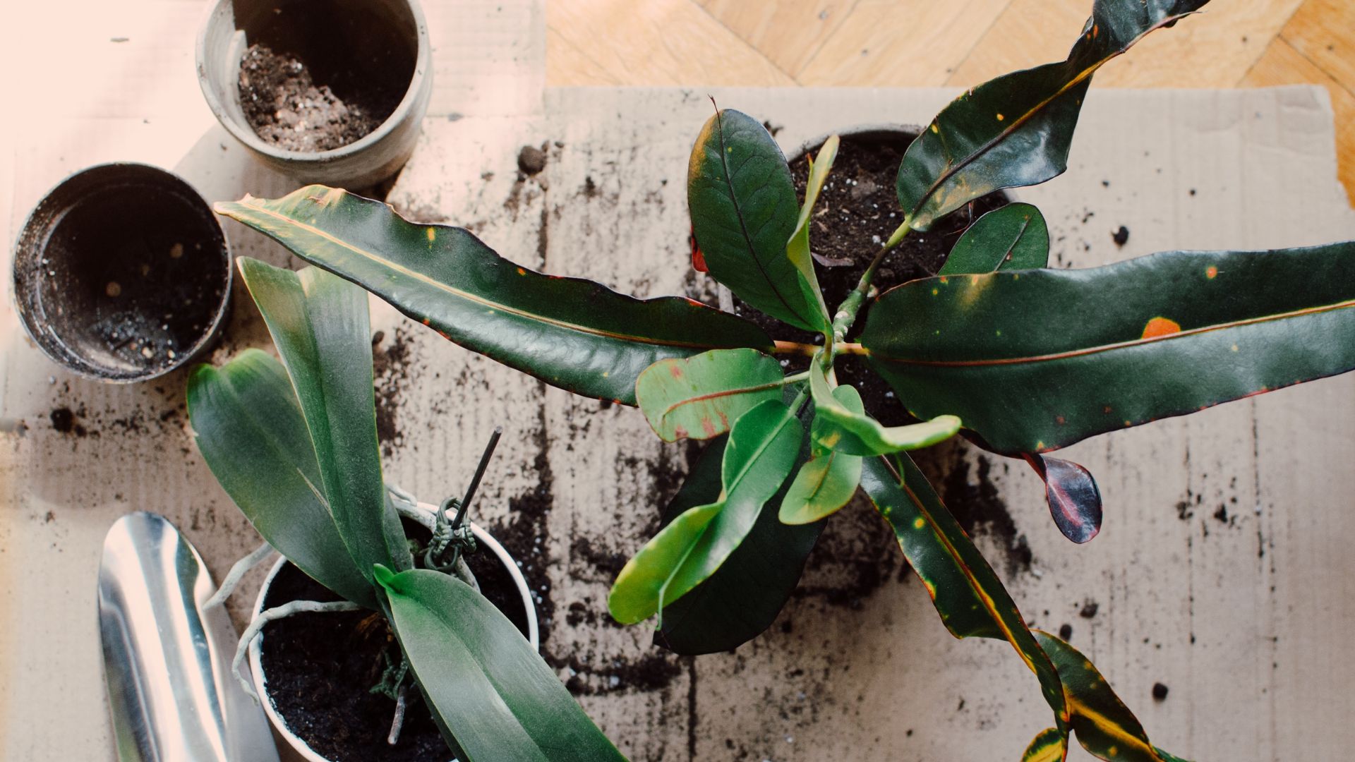 To treat fungus gnats in houseplants, you should repot using fresh soil. 