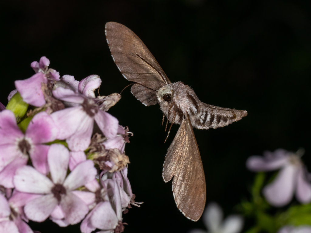 Hawk moths are nighttime pollinators that will visit a moon garden.