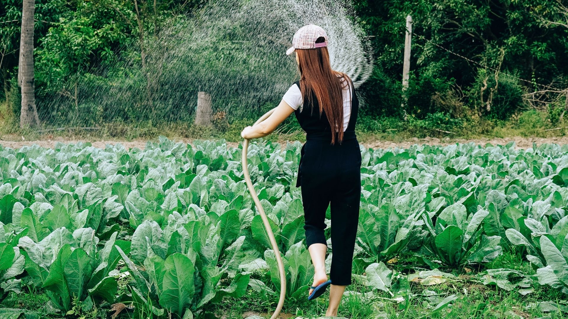 Overhead watering wastes water through excessive evaporation. 