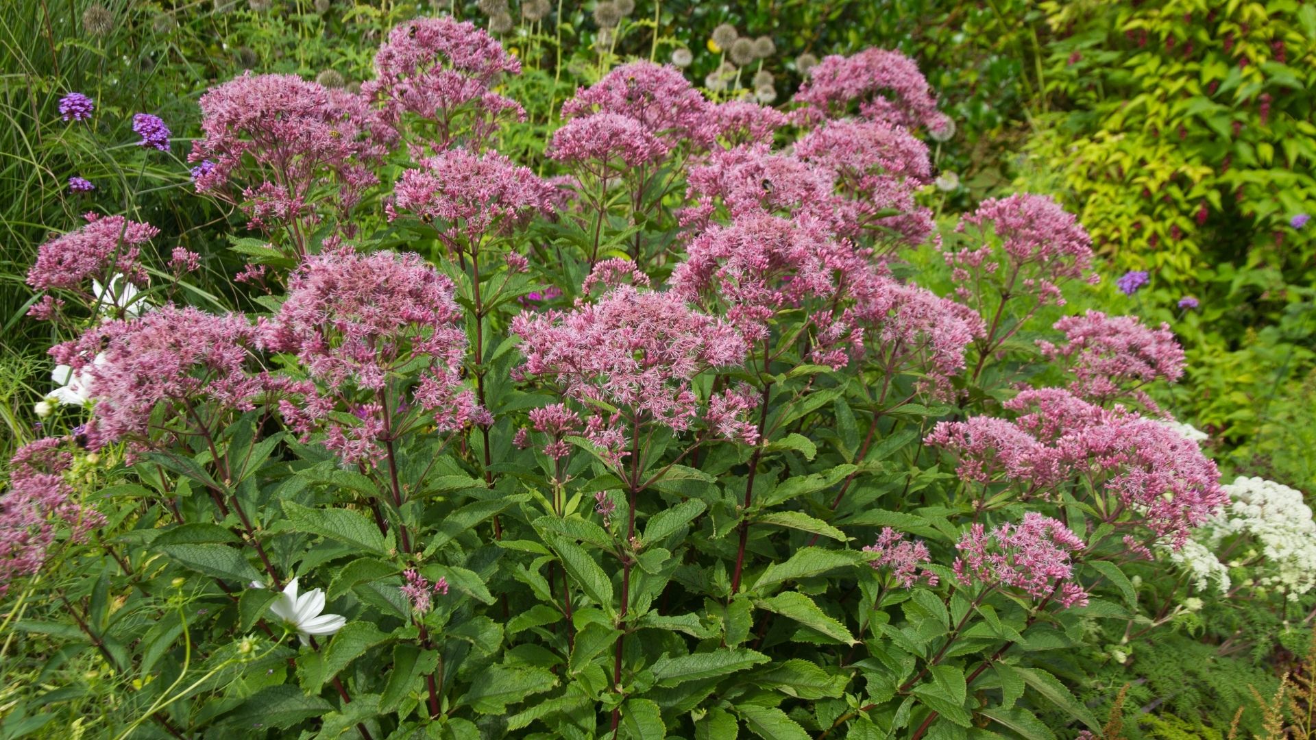 Wildflowers: Joe-pye weed