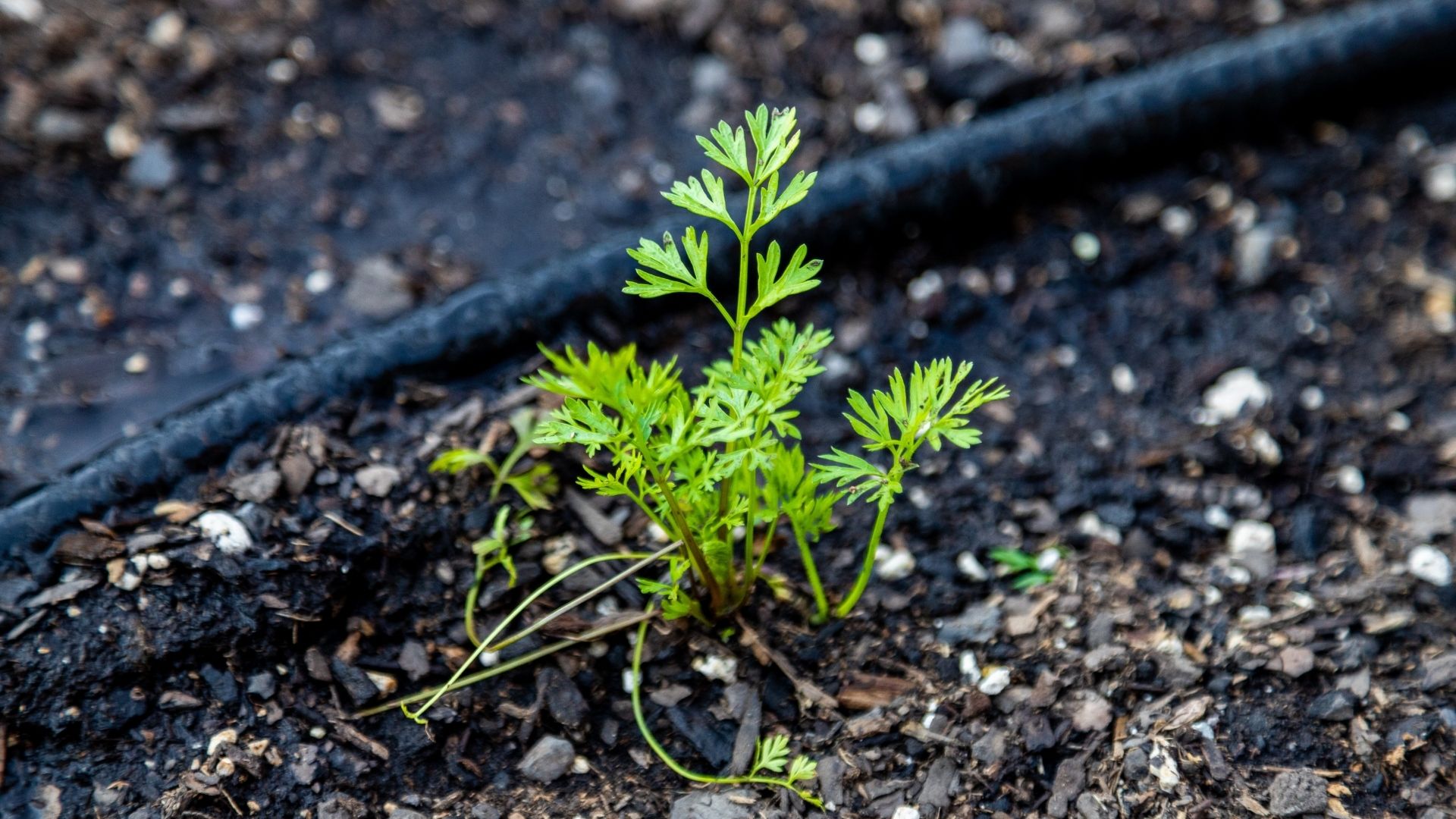 Drip line watering is one of the most efficient ways to water your plants, making it especially helpful for water conservation.