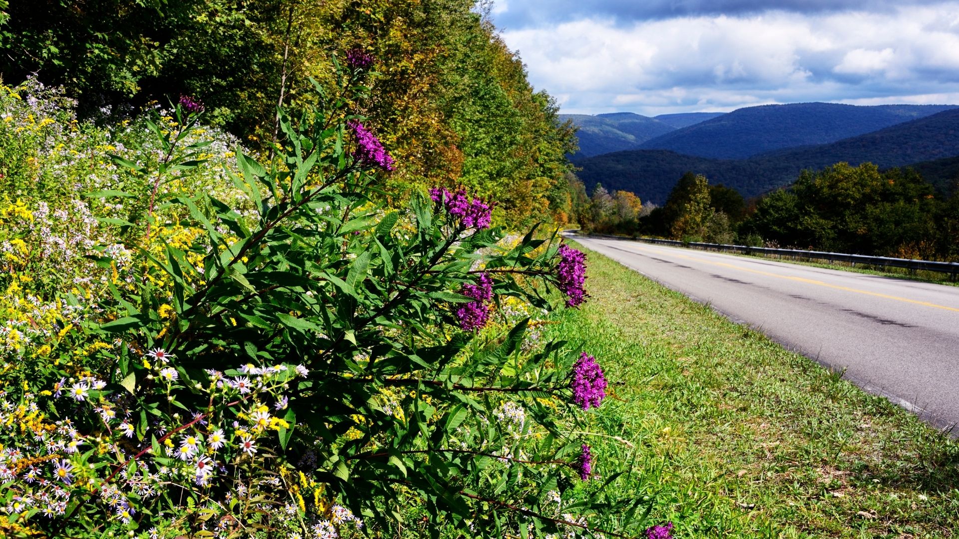 Wildflowers: Ironweed