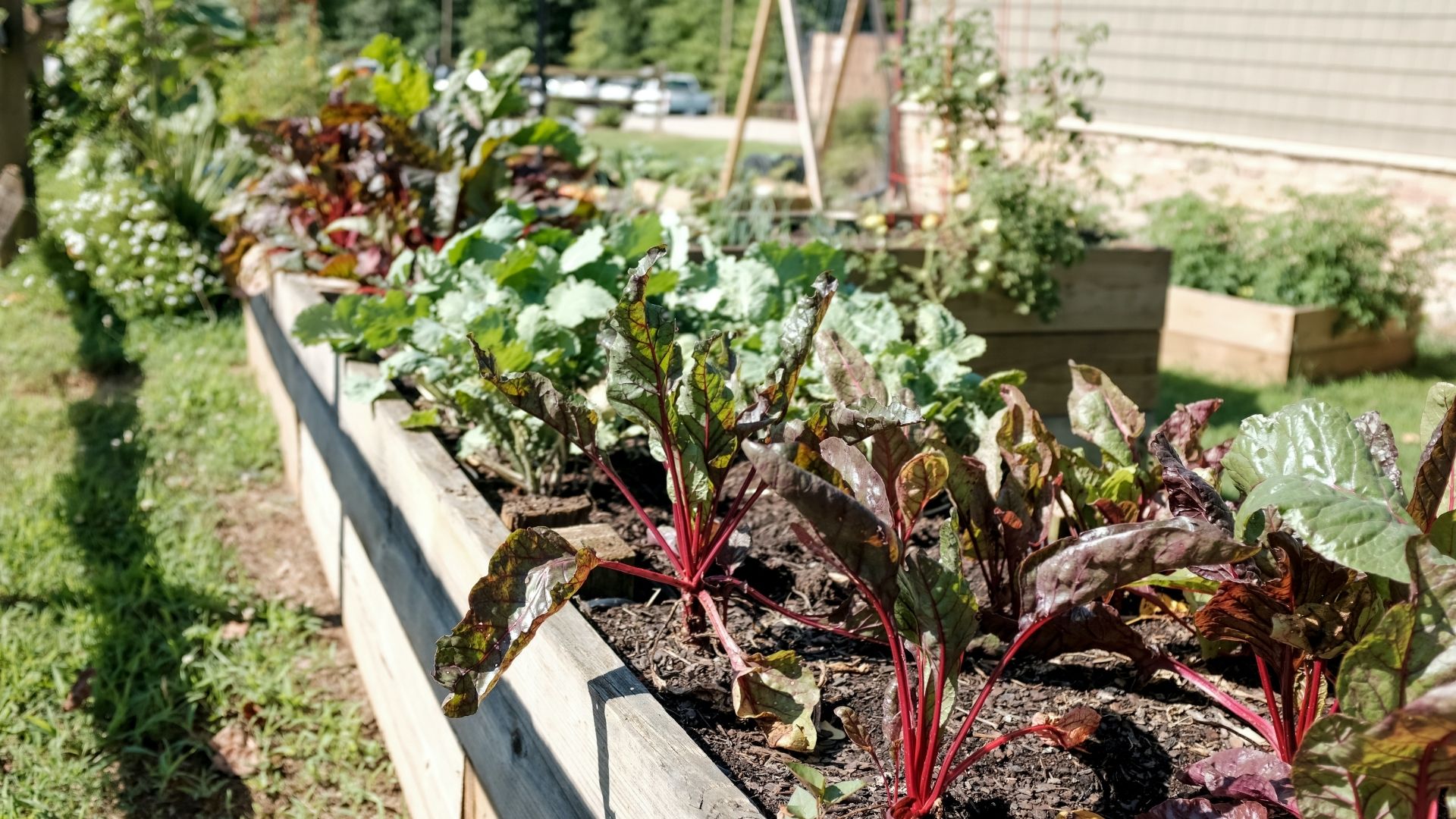Raised garden beds can more efficiently use water than in-ground garden beds.