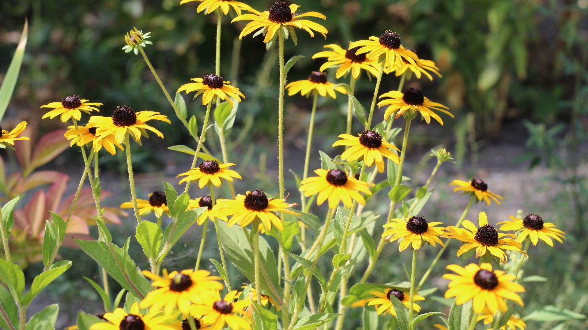 Wildflowers: Rudbeckias