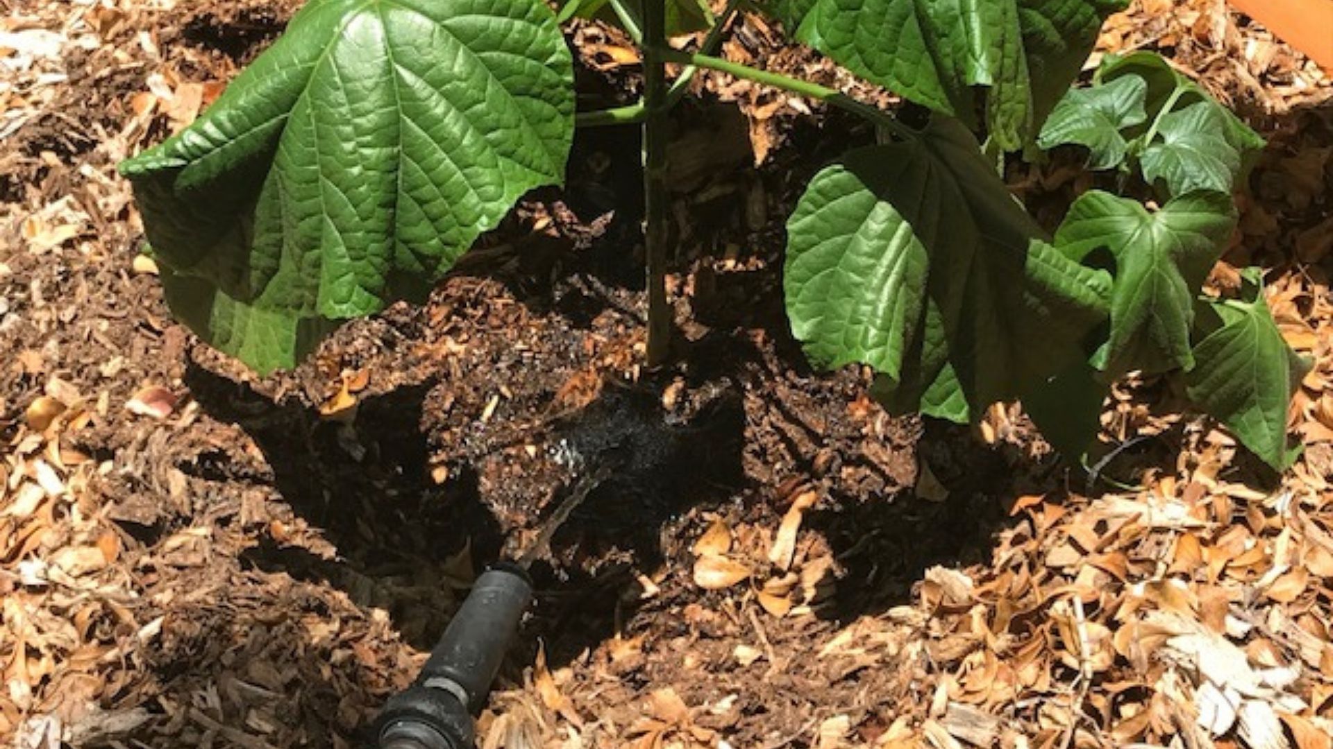 This water basin enables intentional watering, which helps water conservation efforts.