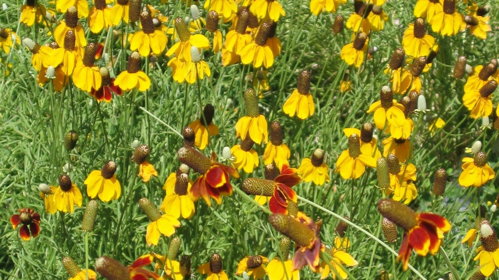 Wildflowers: Prairie coneflower