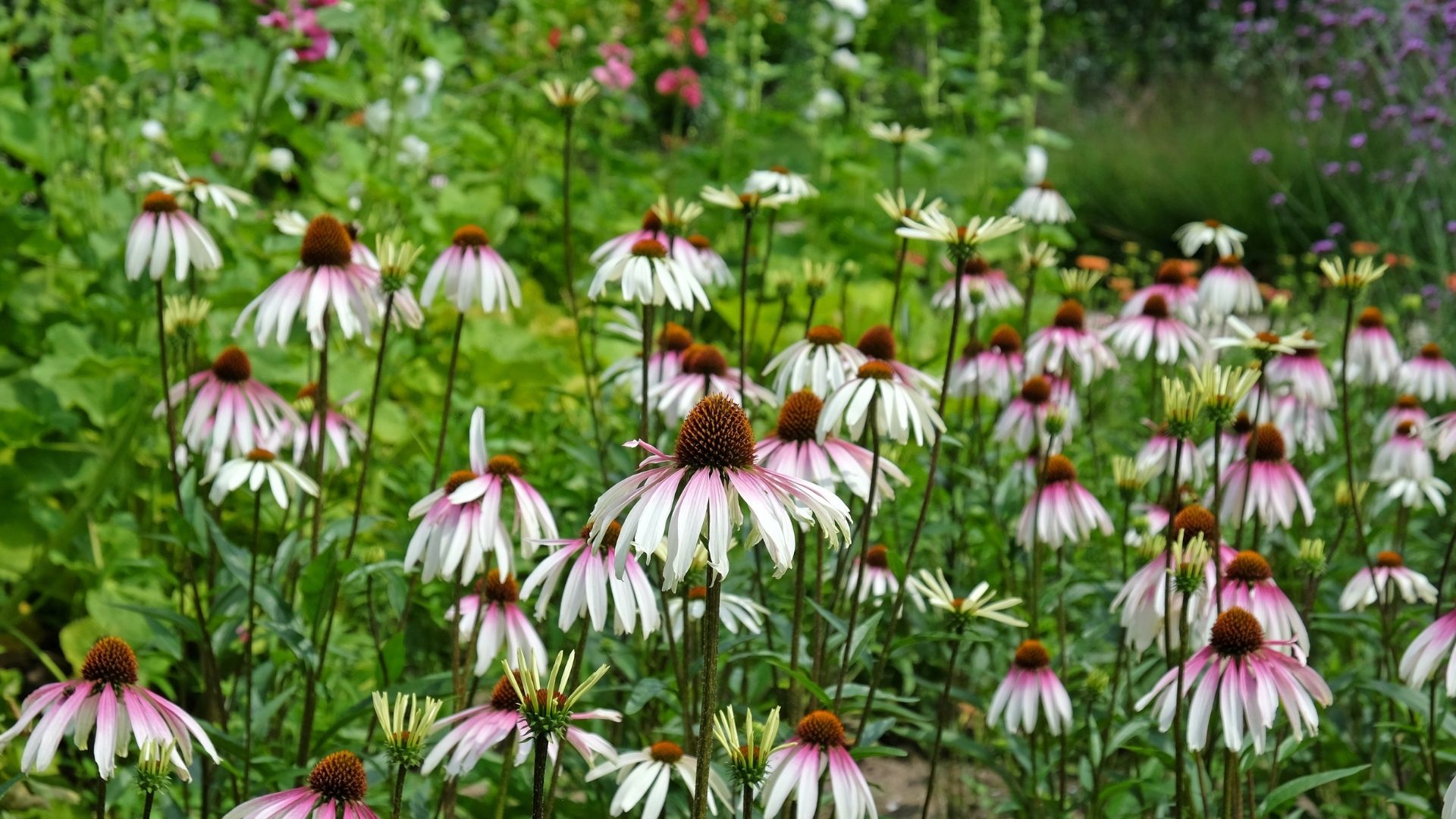 Wildflowers: Purple coneflower