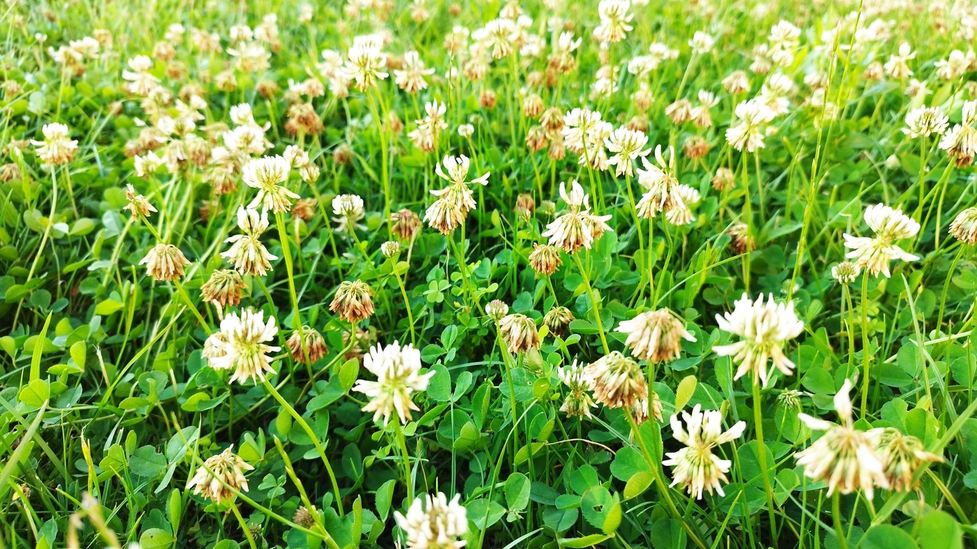 Native groundcovers that use less water than turf help conserve water.