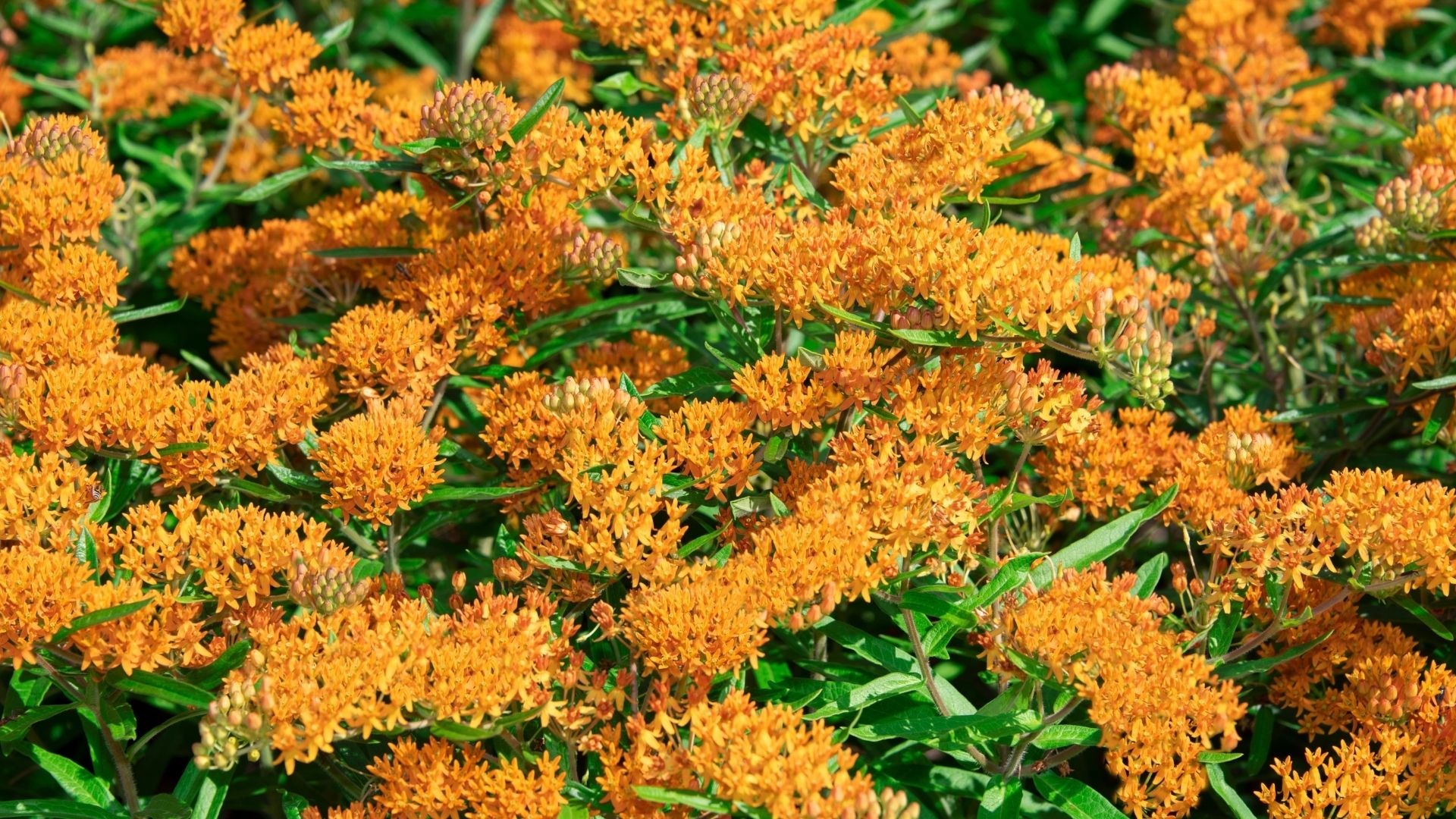 Wildflowers: Butterfly Weed