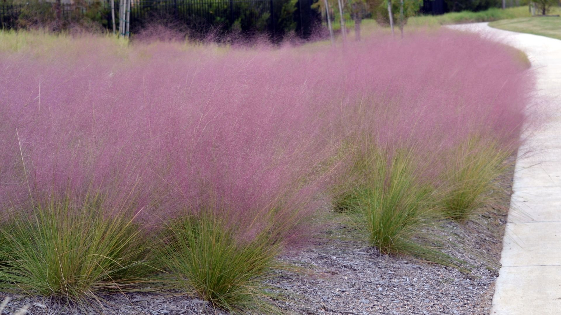 Wildflowers: Muhly grass