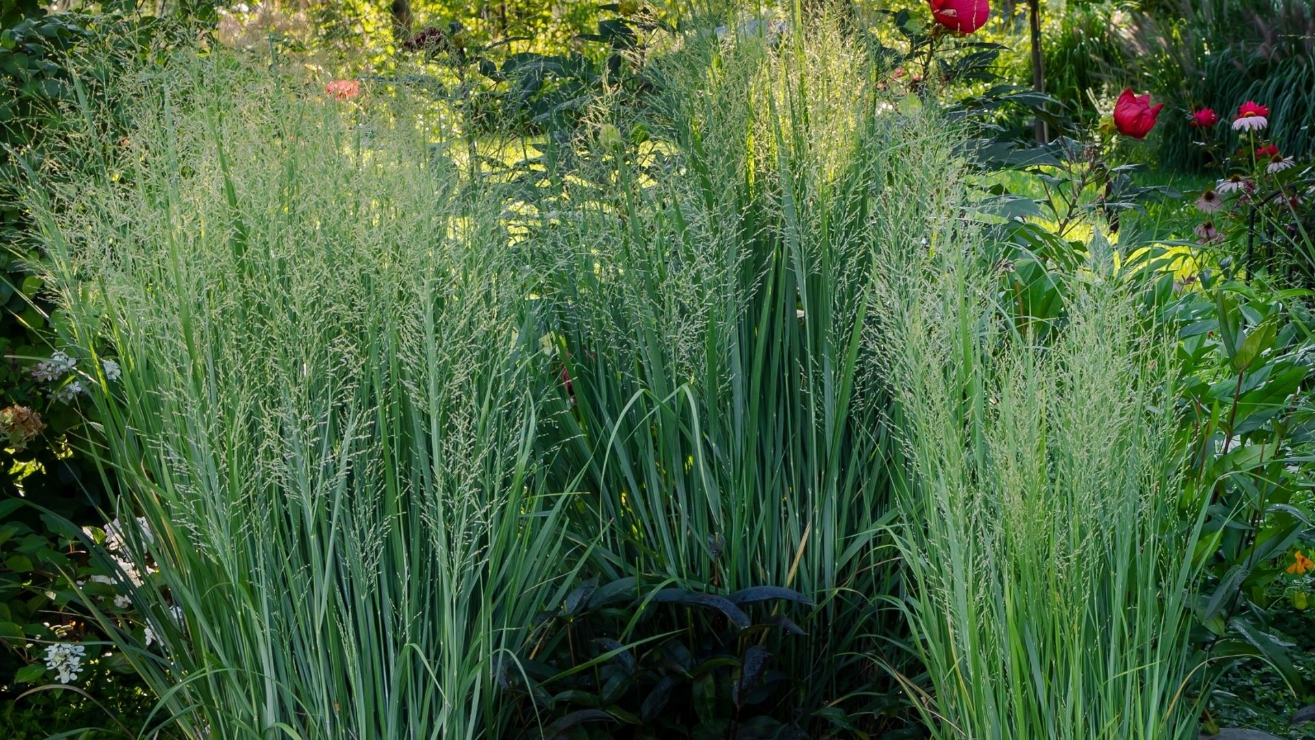 Wildflowers Falling Over: Keeping Wildflowers From Drooping In Gardens