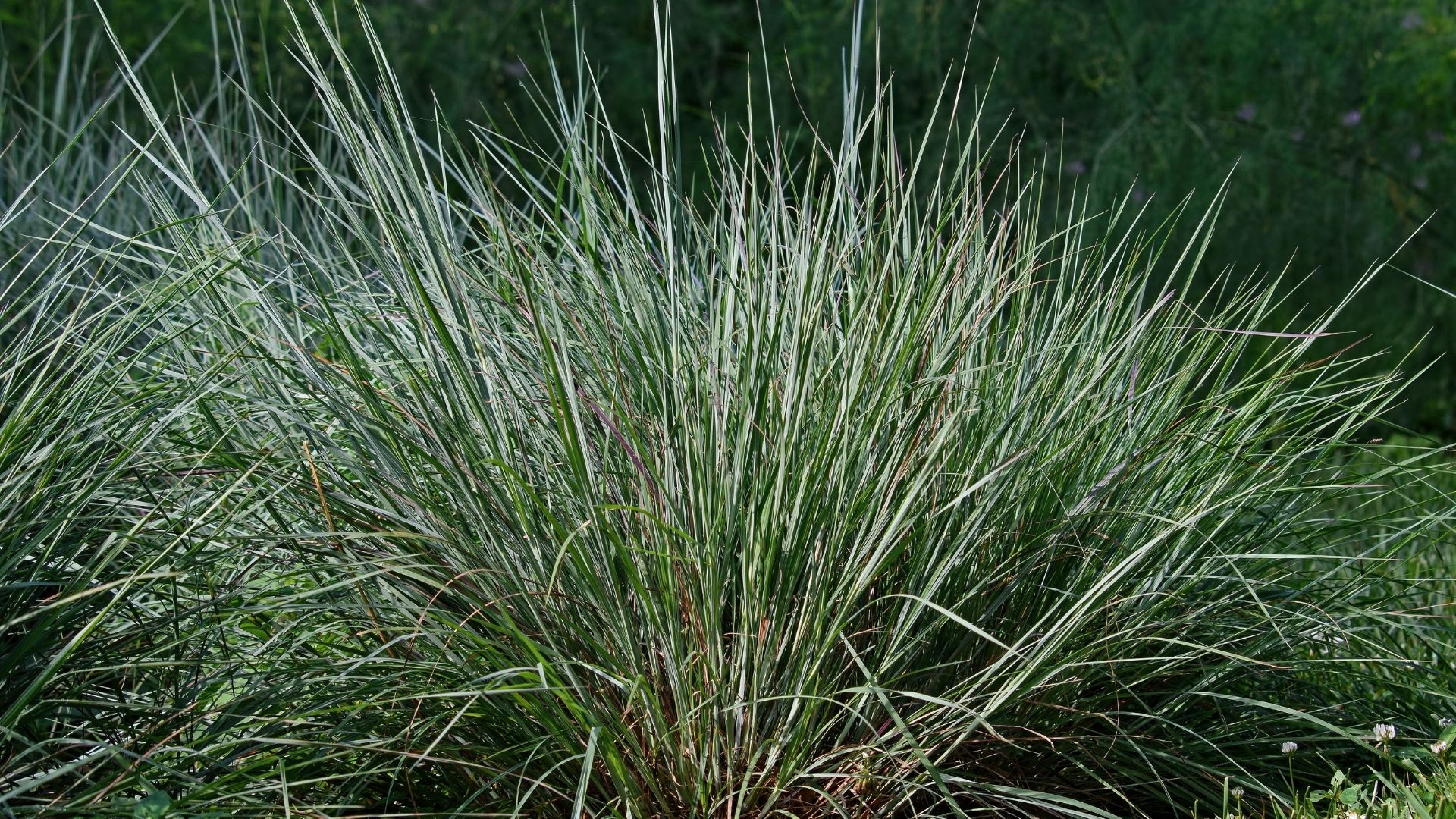 Wildflowers: Little Blue Stem