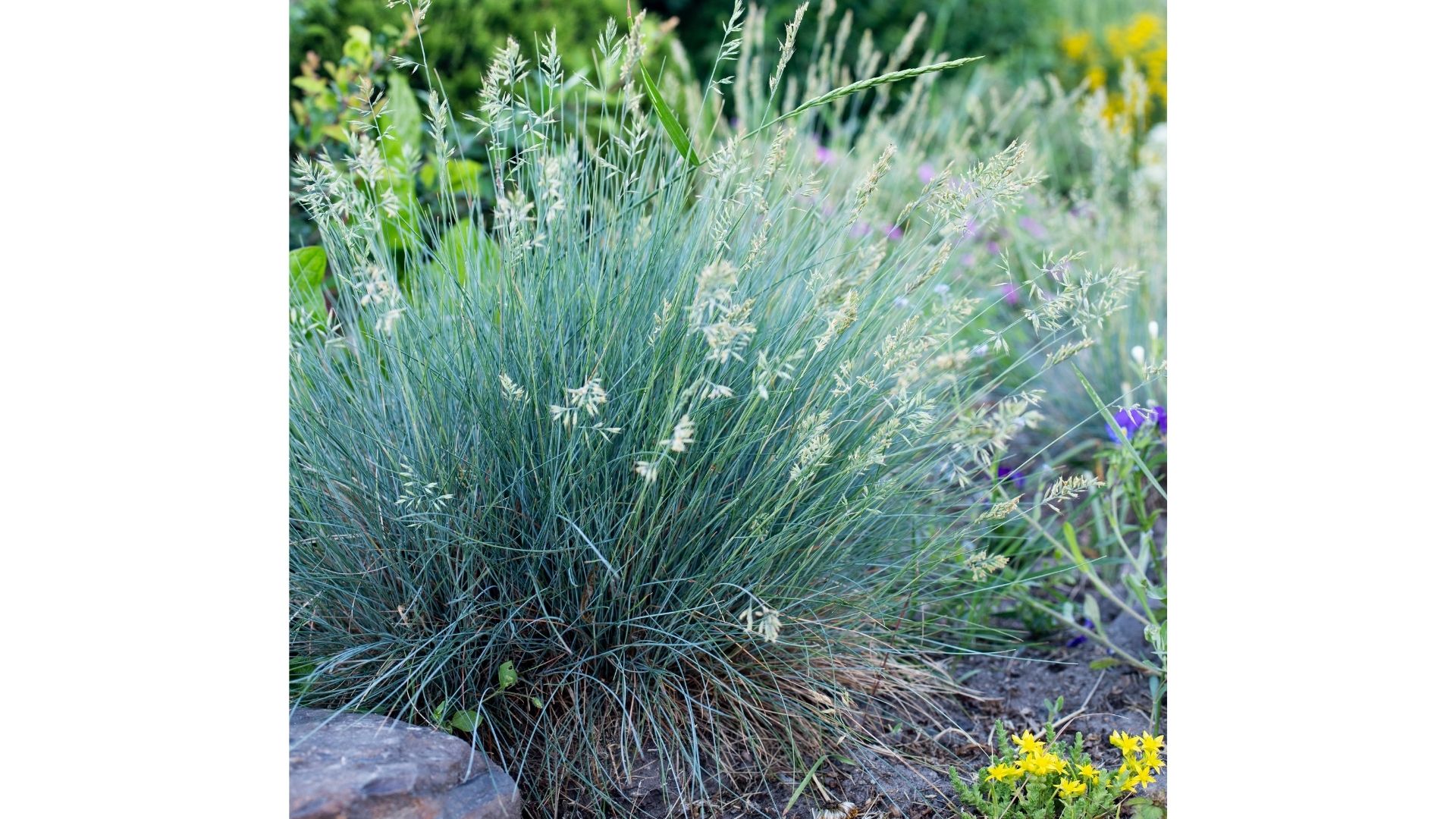 Wildflowers: Blue Fescue