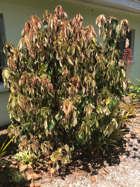 The leaves on this bush are wilting due to dry soil. Water is necessary to prevent plant heat stress.