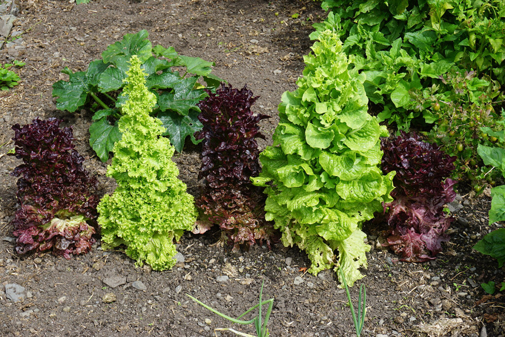 Lettuces suffering from bolting as a result of plant heat stress.