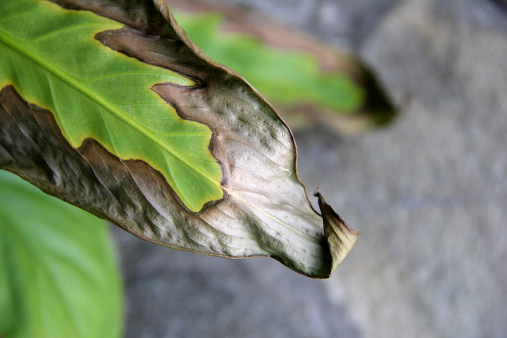 Leaf scorch caused by plant heat stress.