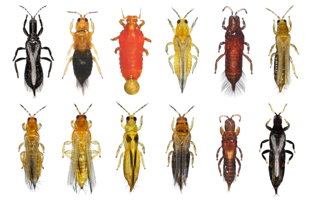 There are many breeds and types of thrips.