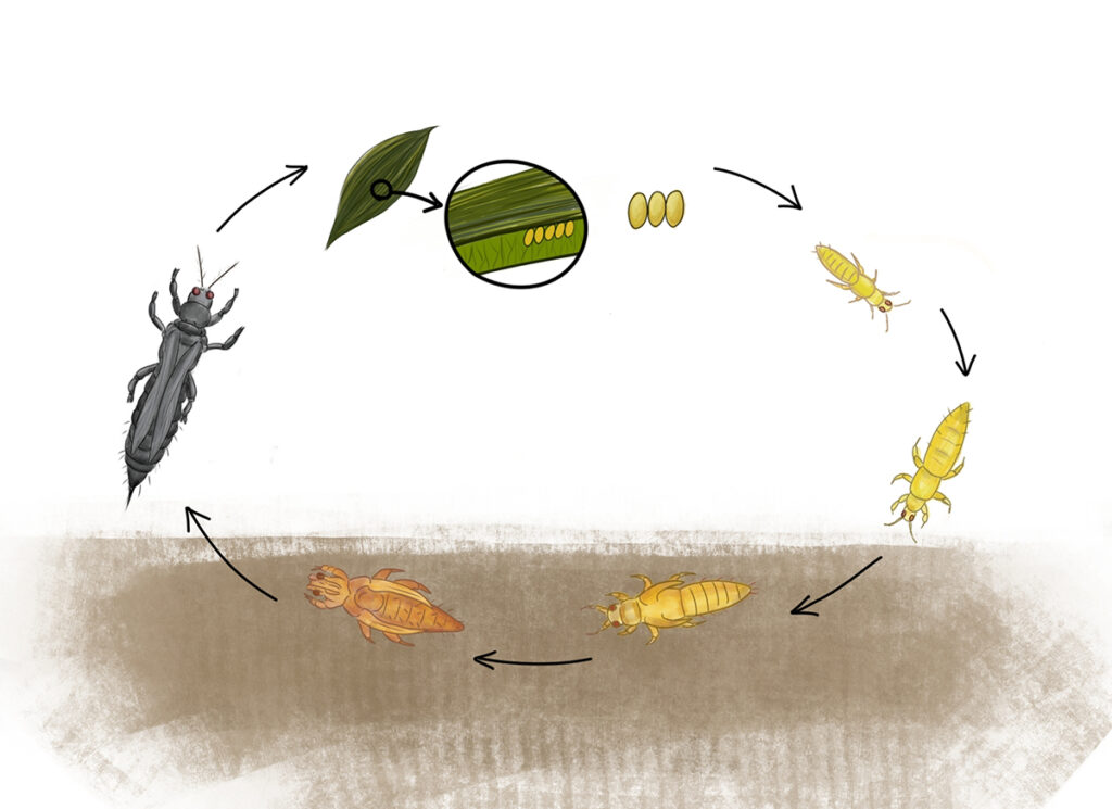The lifecycle of thrips.