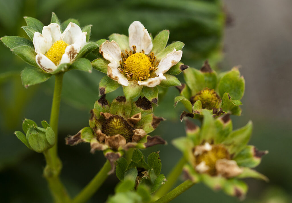 Damage caused by thrips to strawberry plant flowers and leaves.