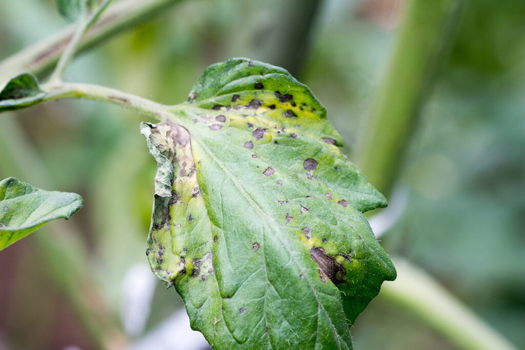 Tomato spotted wilt virus (TSWV) is a wilt disease that can be passed from plant-to-plant by thrips. 