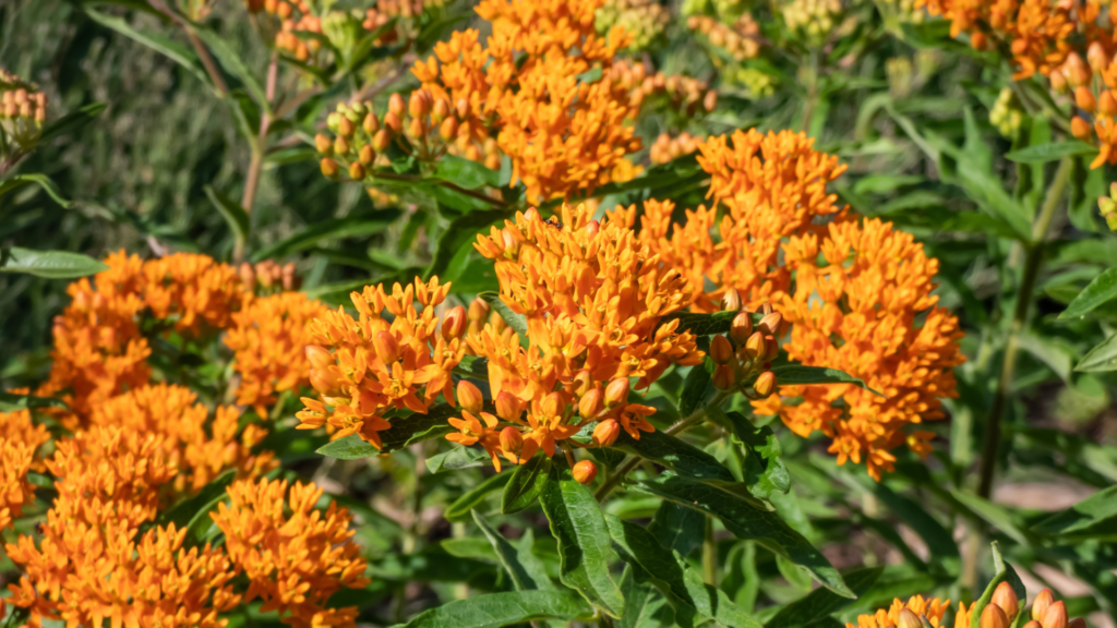 Butterfly weeds are heat tolerant plants. 