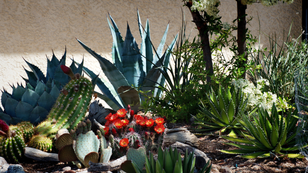 Agaves, a type of succulent, are heat tolerant plants. 