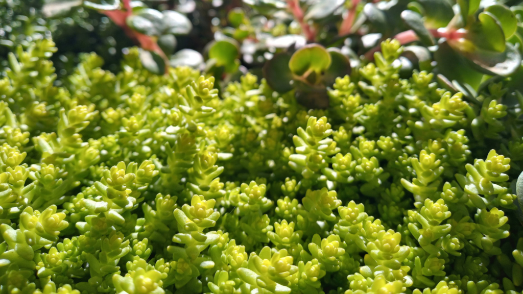Sedums, a type of succulent, are heat tolerant plants.