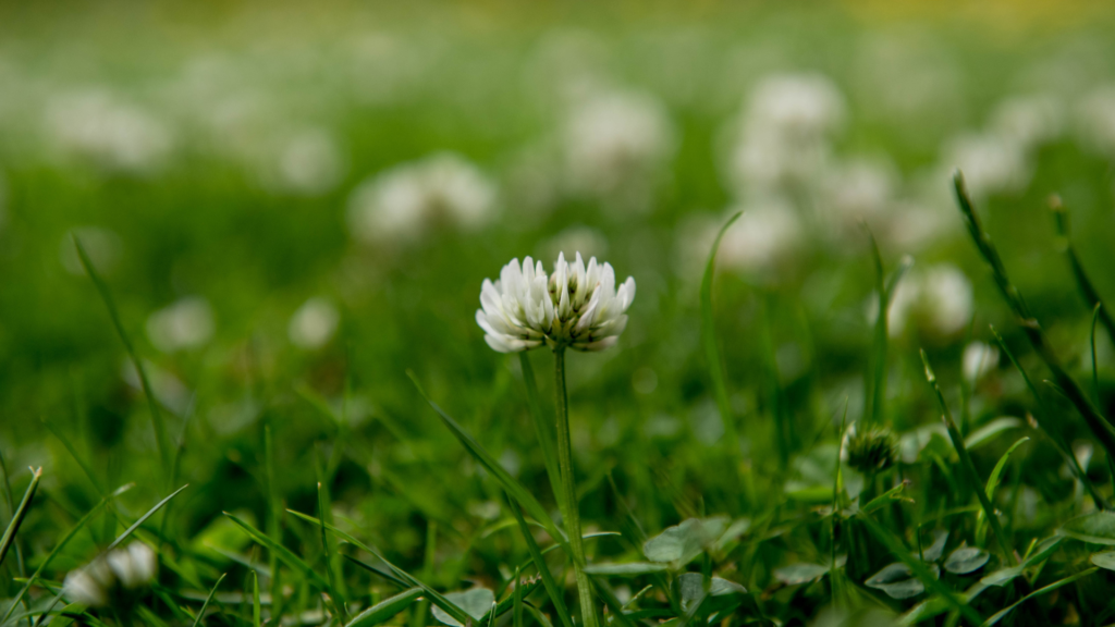 Consider replacing your turf lawn with heat tolerant plant alternatives, such as clover. 