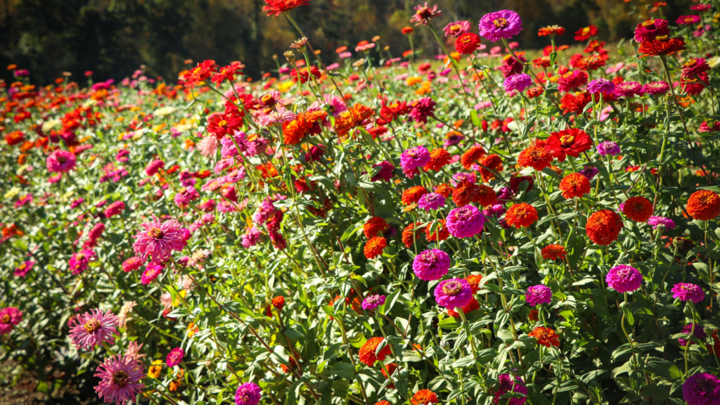 Zinnias are heat tolerant plants.