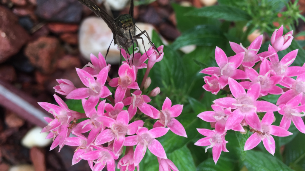 Egyptian Star Clusters, or Pentas, are heat tolerant plants.