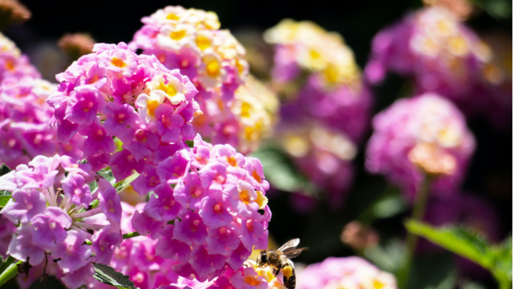 Lantanas are heat tolerant plants.