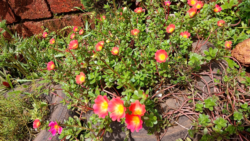 Moss roses, or purslane, are heat tolerant plants.