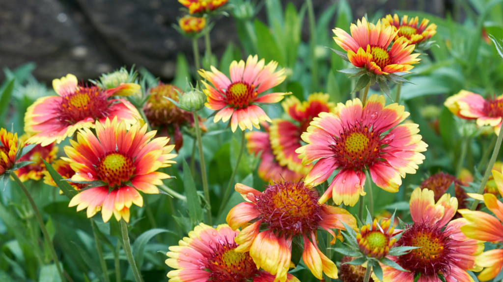 Blanket flowers are heat tolerant plants.