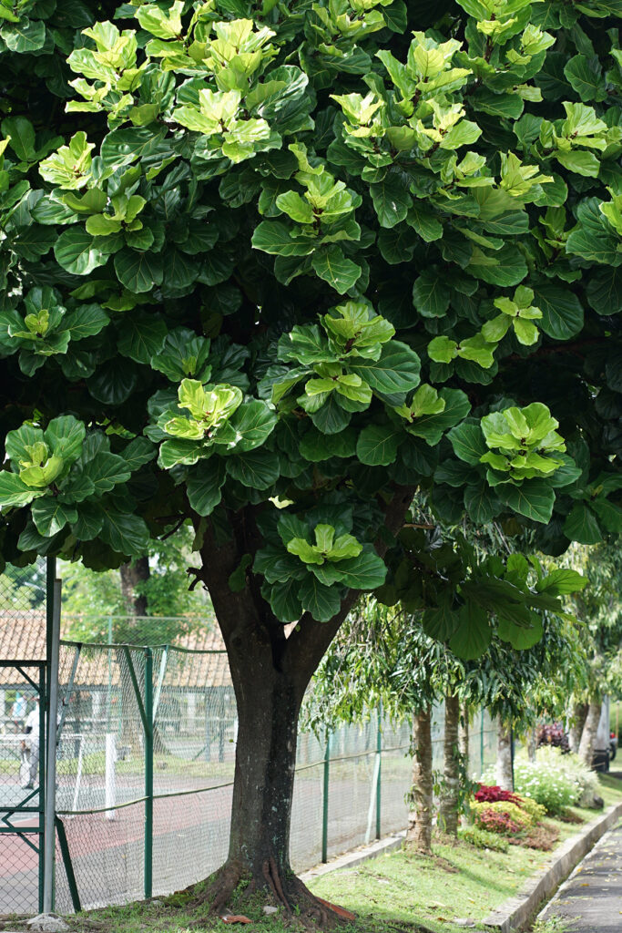 A mature fiddle leaf fig tree.