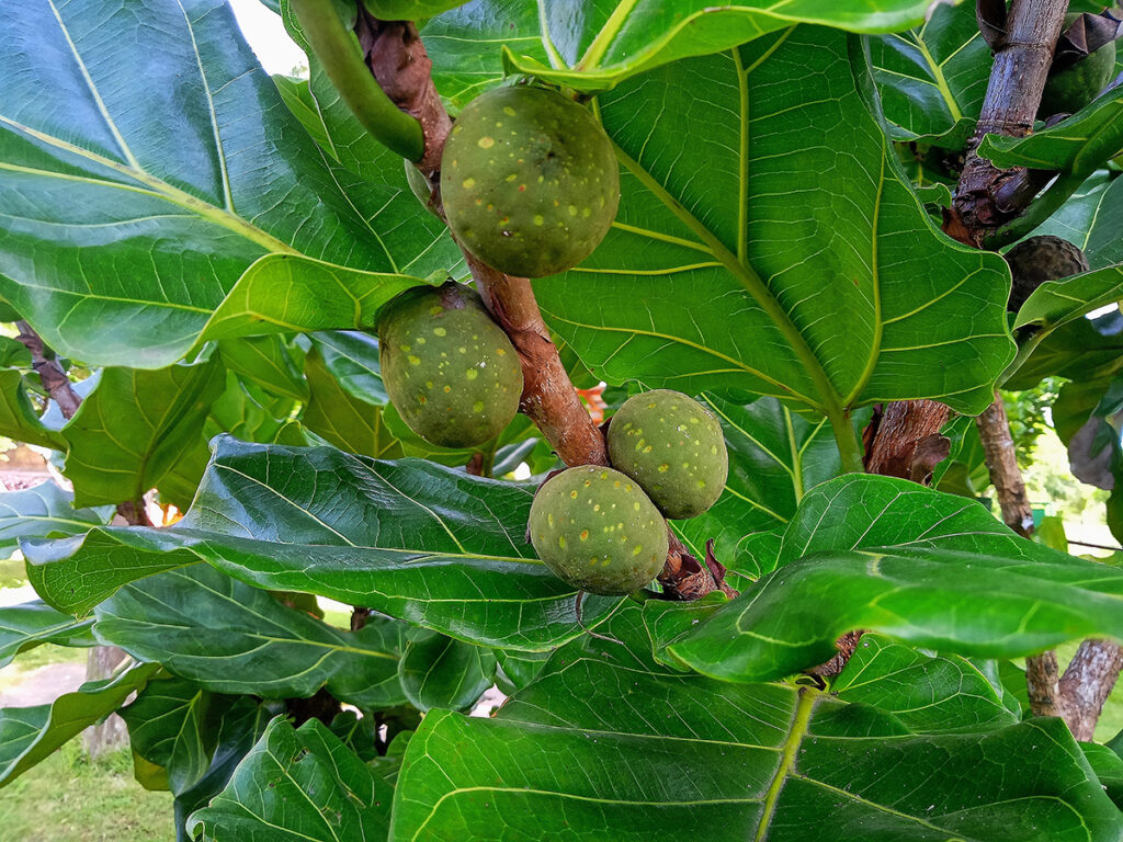 A fiddle leaf fig is a fruiting tree