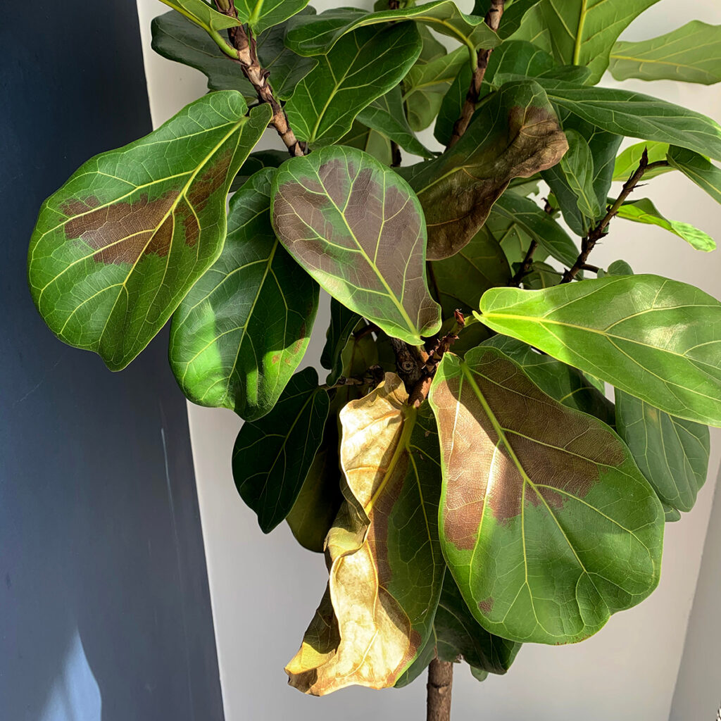 Your fiddle leaf fig will prefer indirect light and may get sunburn if exposed to too much sunshine.