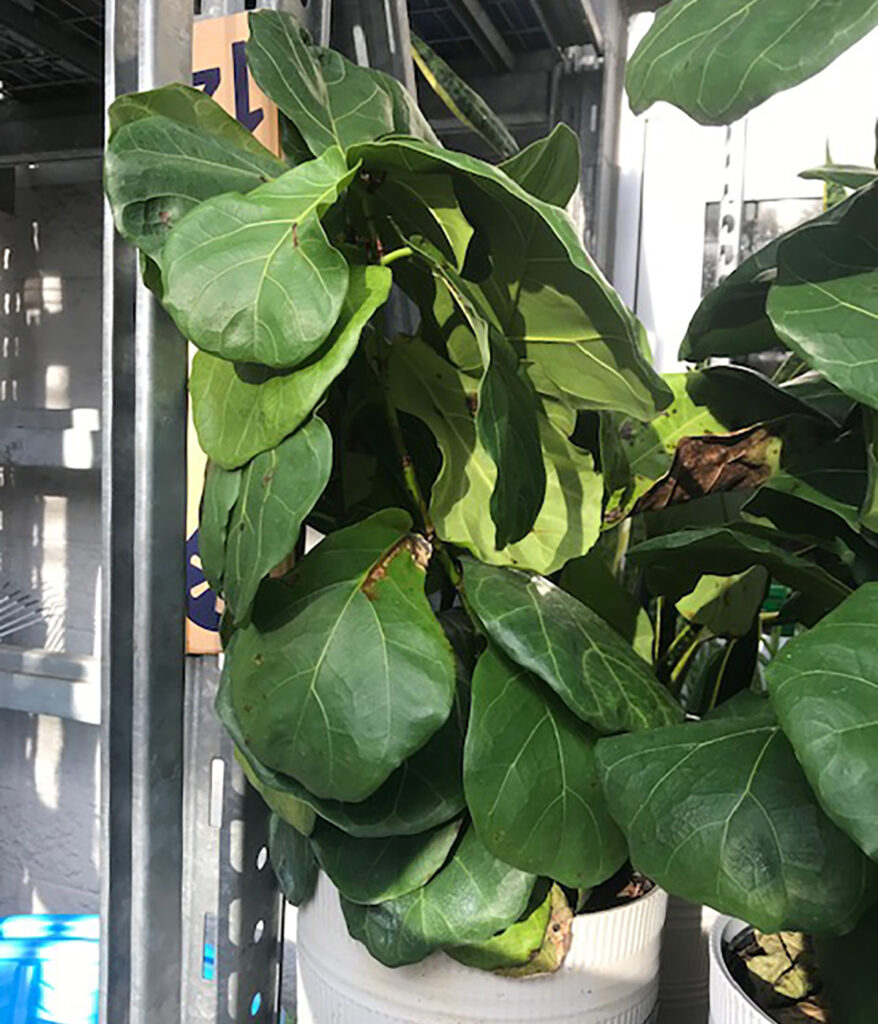 Dropping lower leaves on a fiddle leaf fig