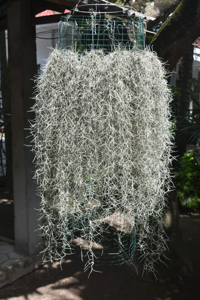 Spanish moss is one of the most well-known air plants.