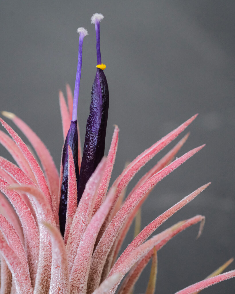 Xeric air plants have large trichomes.