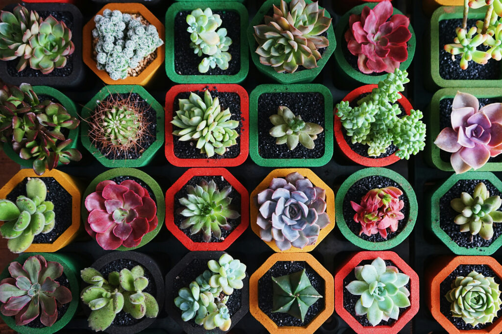 succulent Plants for Mother’s Day
