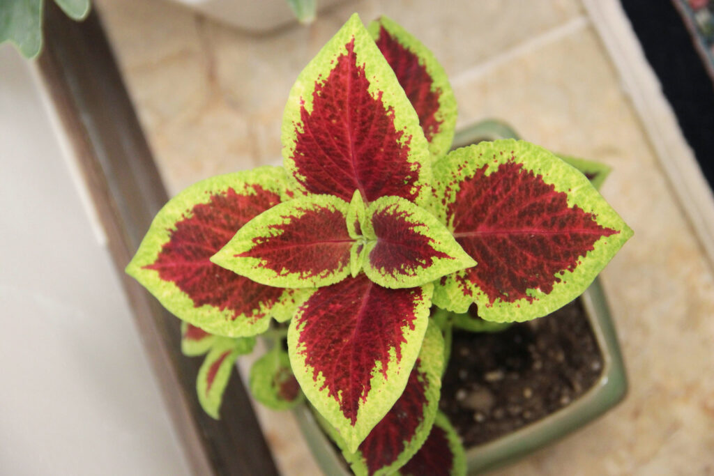 coleus Plants for Mother’s Day