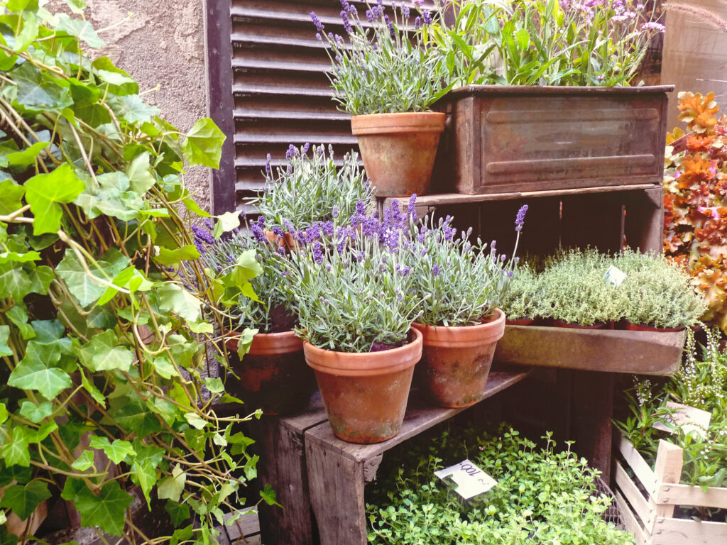 lavender lavandula Plants for Mother’s Day